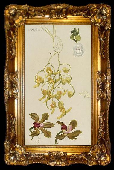 framed  William Hays Three Orchids, ta009-2